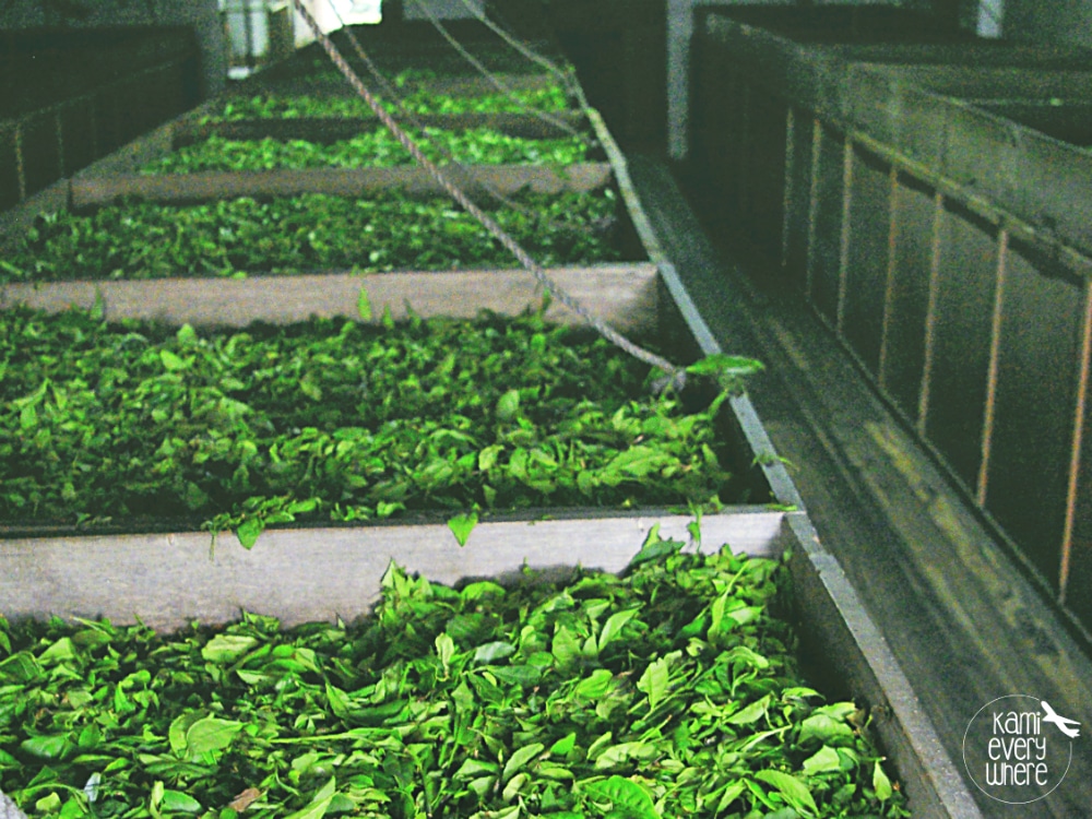 gorreana plantacja herbaty azory